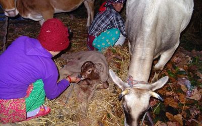 De vacas y gozo